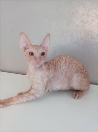 Liebevolle und verspielte Kätzchen suchen ein neues