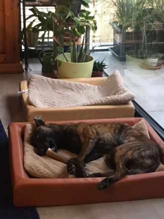 Boy ist erst seit Oktober 2021 bei uns. Wir haben uns