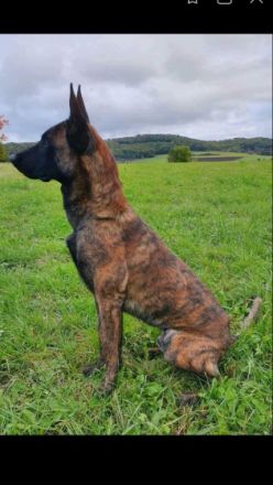 Boy ist erst seit Oktober 2021 bei uns. Wir haben uns