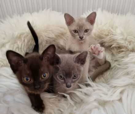 Unser Kitten sind reinrassige Rasse: Europäische