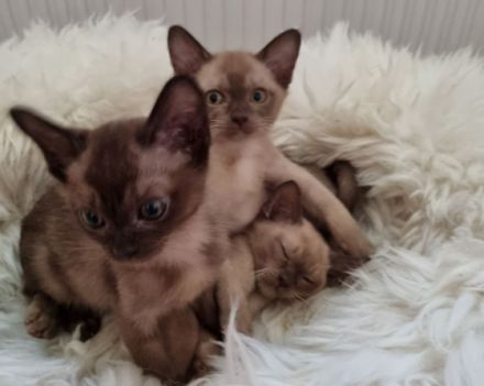 Unser Kitten sind reinrassige Rasse: Europäische