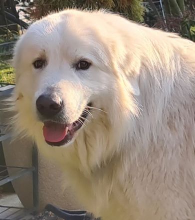 Basilio bellezza bianca