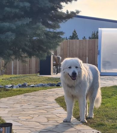 Basilio bellezza bianca