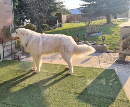 Basilio bellezza bianca