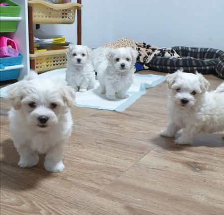 Rasse: Malteser Wurfdatum: 05.11.2021 Alter: 11 wochen.