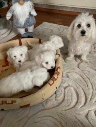 Rasse: Malteser Wurfdatum: 05.11.2021 Alter: 11 wochen.