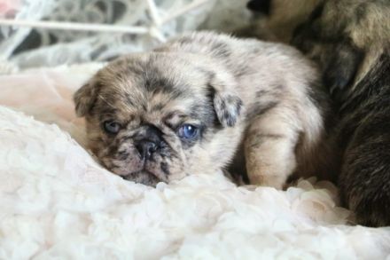 Hallo liebe Mops Freunde.Unsere Emma hat am 28.12.2021