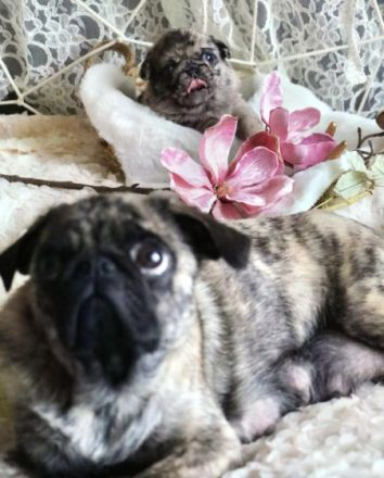 Hallo liebe Mops Freunde.Unsere Emma hat am 28.12.2021