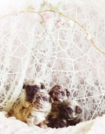 Hallo liebe Mops Freunde.Unsere Emma hat am 28.12.2021