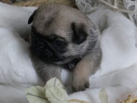 Hallo liebe Mops Freunde.Unsere Emma hat am 28.12.2021