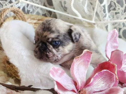 Hallo liebe Mops Freunde.Unsere Emma hat am 28.12.2021