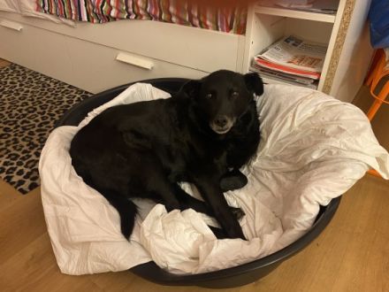 Belmondo, Beschreibung siehe auf Datei unten oder über