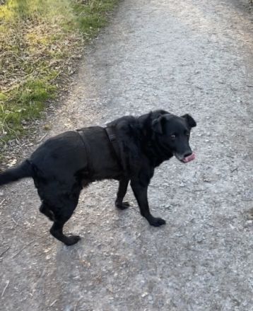 Belmondo, Beschreibung siehe auf Datei unten oder über