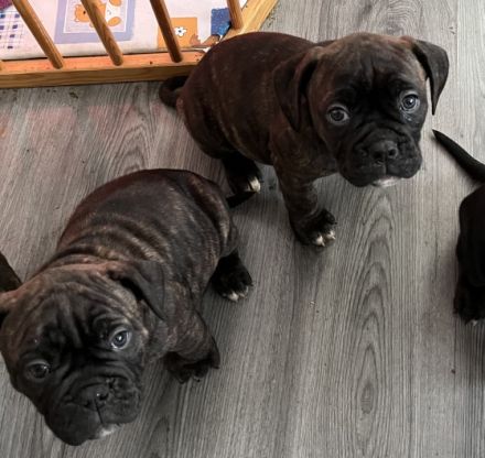 Hallo Unsere Old English Bulldog Hündin Lotte hatte am