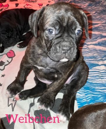 Hallo Unsere Old English Bulldog Hündin Lotte hatte am