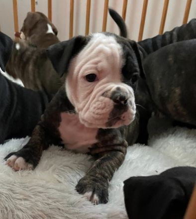 Hallo Unsere Old English Bulldog Hündin Lotte hatte am