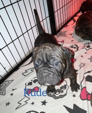 Hallo Unsere Old English Bulldog Hündin Lotte hatte am