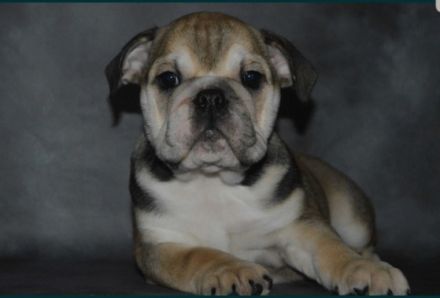 wunderschöne, kräftig gebaute englische