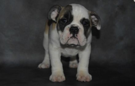 wunderschöne, kräftig gebaute englische