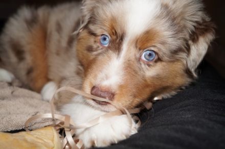 Hey, wir haben noch 2 mini Aussie abzugeben. Die Mutti