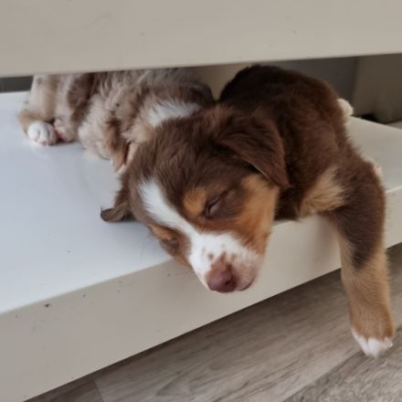 Hey, wir haben noch 2 mini Aussie abzugeben. Die Mutti