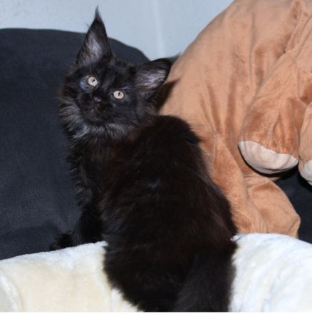 Rassetypische, verspielte Mädchen (black smoke & black,