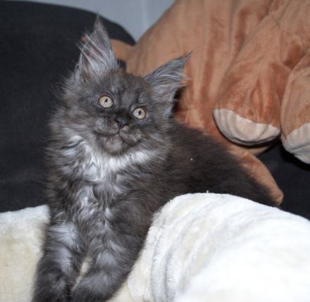 Rassetypische, verspielte Mädchen (black smoke & black,