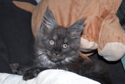 Rassetypische, verspielte Mädchen (black smoke & black,