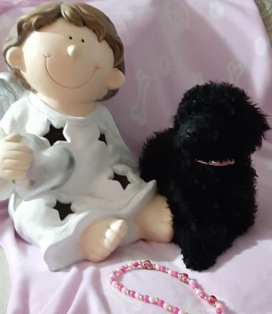 Herziges kleines Kleinpudelmädchen in schwarz. Sie wird