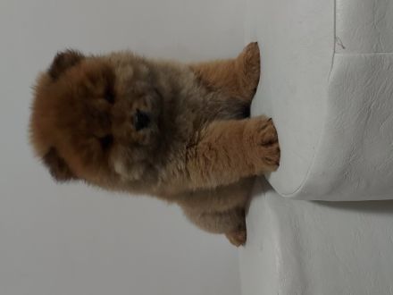 Zur mehr informationen können Sie mich anrufen per