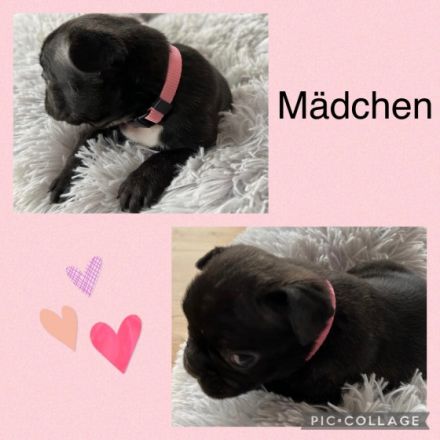 Am 30.12.21 hat unsere Hündin 5 wunderschöne Welpen zur