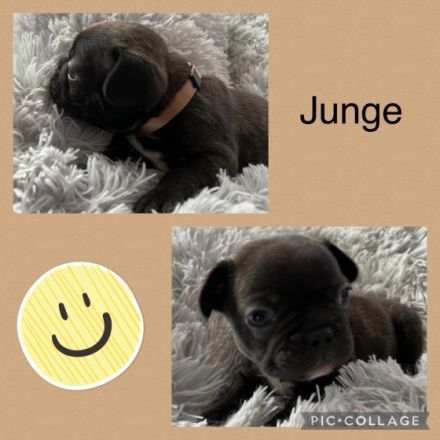 Am 30.12.21 hat unsere Hündin 5 wunderschöne Welpen zur