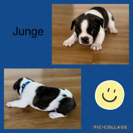 Am 30.12.21 hat unsere Hündin 5 wunderschöne Welpen zur