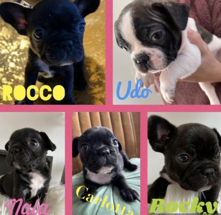 Am 30.12.21 hat unsere Hündin 5 wunderschöne Welpen zur