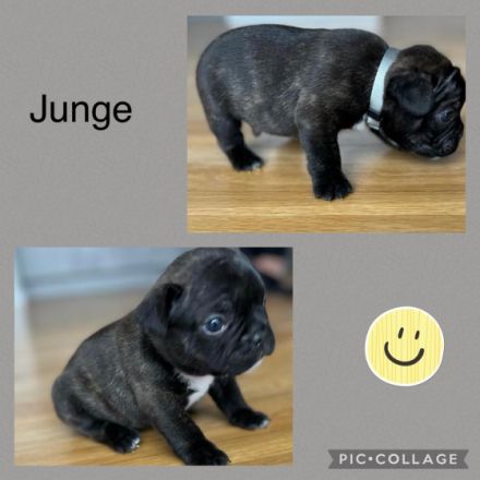 Am 30.12.21 hat unsere Hündin 5 wunderschöne Welpen zur