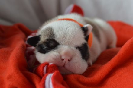 wunderschöne, kräftig gebaute englische