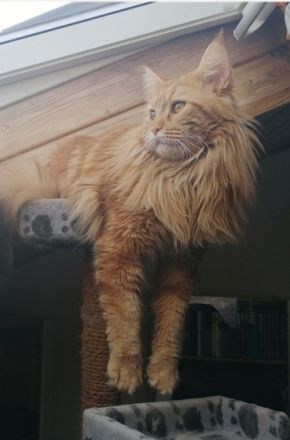 Simba