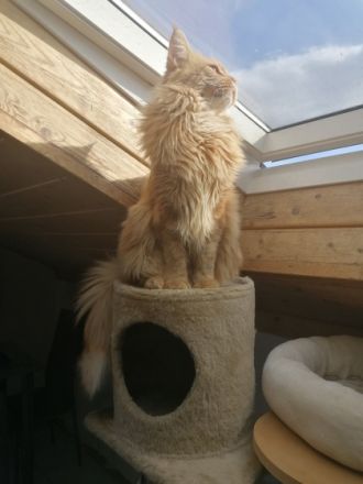 Simba