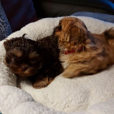 Hallo Liebe zukünftigen Hund Mama's und Papa's. Noch 2