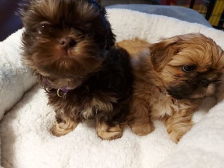 Hallo Liebe zukünftigen Hund Mama's und Papa's. Noch 2