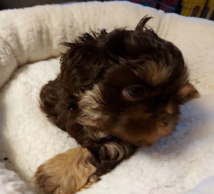 Hallo Liebe zukünftigen Hund Mama's und Papa's. Noch 2