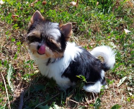 Bild schöne reinrassige Biewer Yorkshire Terrier Welpen