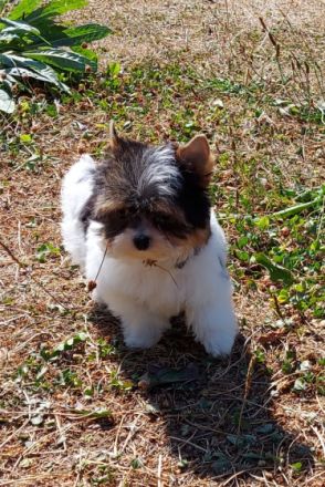 Bild schöne reinrassige Biewer Yorkshire Terrier Welpen