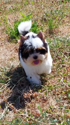 Bild schöne reinrassige Biewer Yorkshire Terrier Welpen