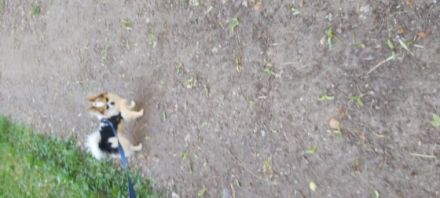 Wir müssen leider unseren chihuahua Rüde abgeben da wir