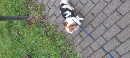 Wir müssen leider unseren chihuahua Rüde abgeben da wir