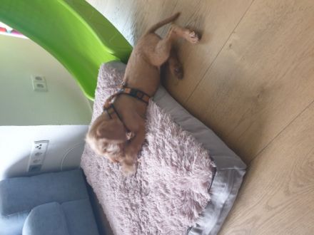 10 Wochen alter Drahthaar Viszla Rüde. Kennt Katzen