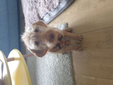 10 Wochen alter Drahthaar Viszla Rüde. Kennt Katzen