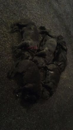 Liebe Hundefreunde, endlich haben unsere Welpen am 04