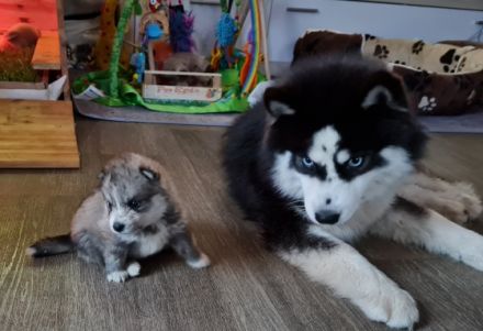 Wir freuen uns, Ihnen unseren aktuellen Pomsky Wurf